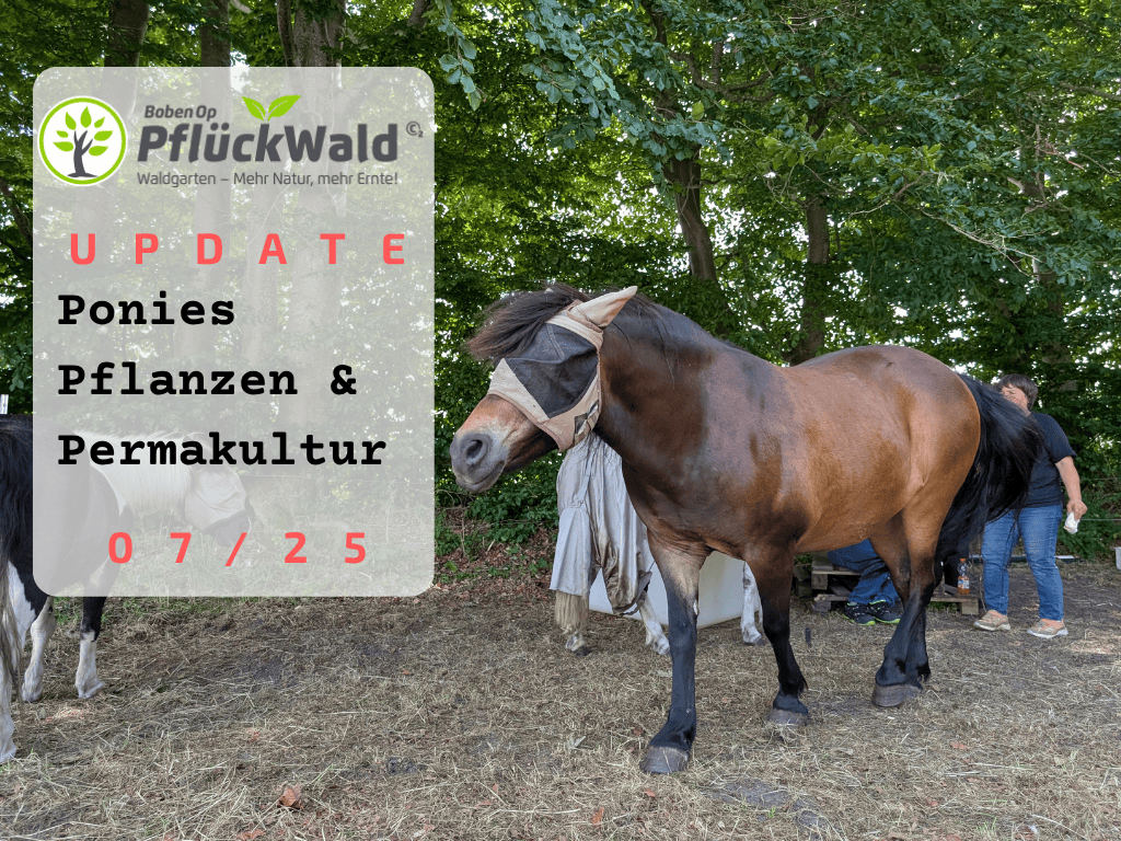 Permakultur Waldgarten Harrislee Pflückwald Update Sommer 2025 Pony