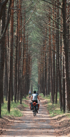 Bike on trail through the forest